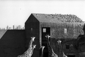 Ingeborg Tyssen: Great Australian Photographer 